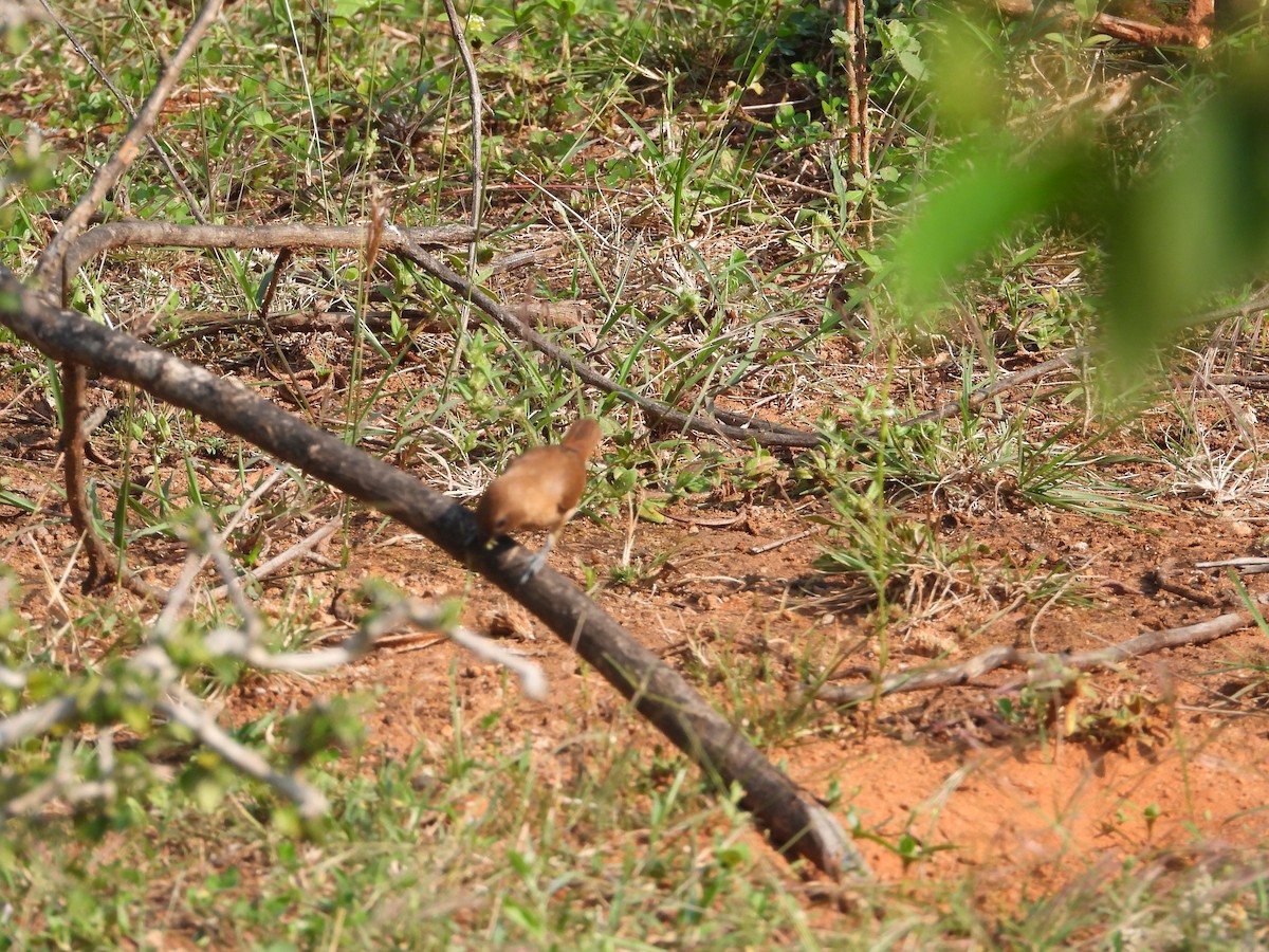 Capucin damier - ML647744246