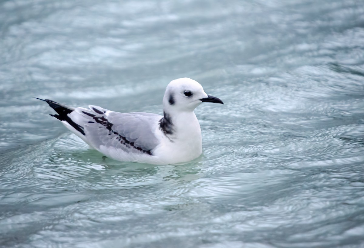 Black-legged Kittiwake - ML647744249