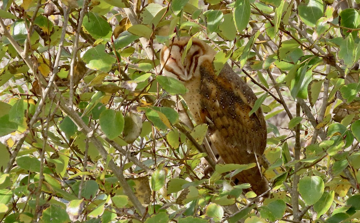 Effraie d'Amérique - ML647744250