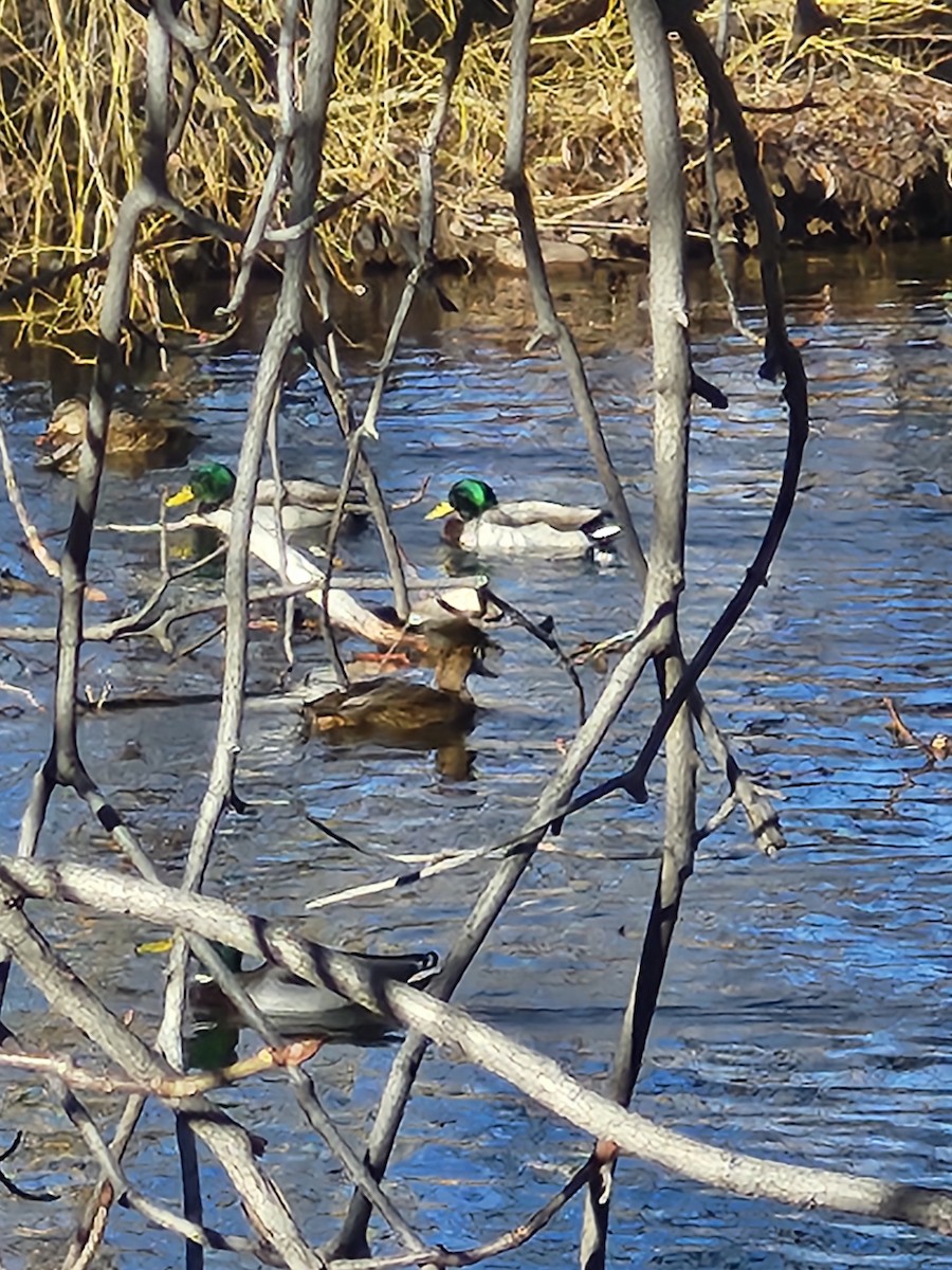 Canard du Mexique - ML647744251