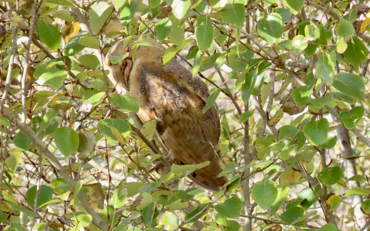 Effraie d'Amérique - ML647744252