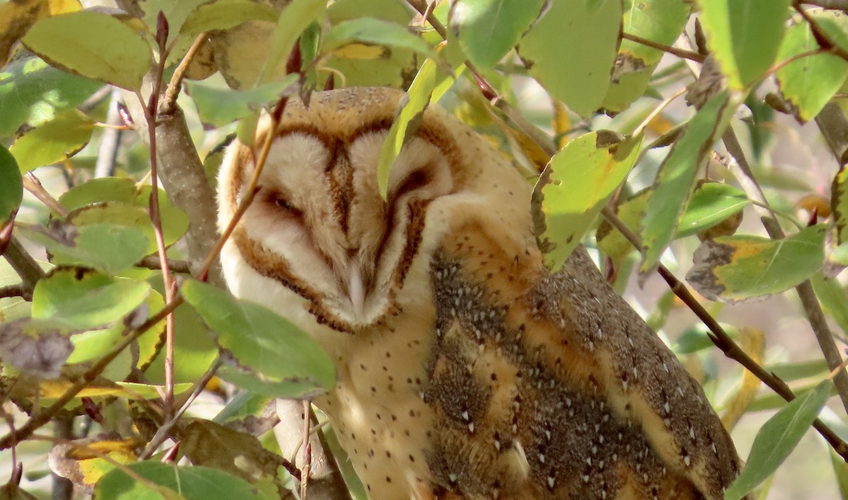 Effraie d'Amérique - ML647744253