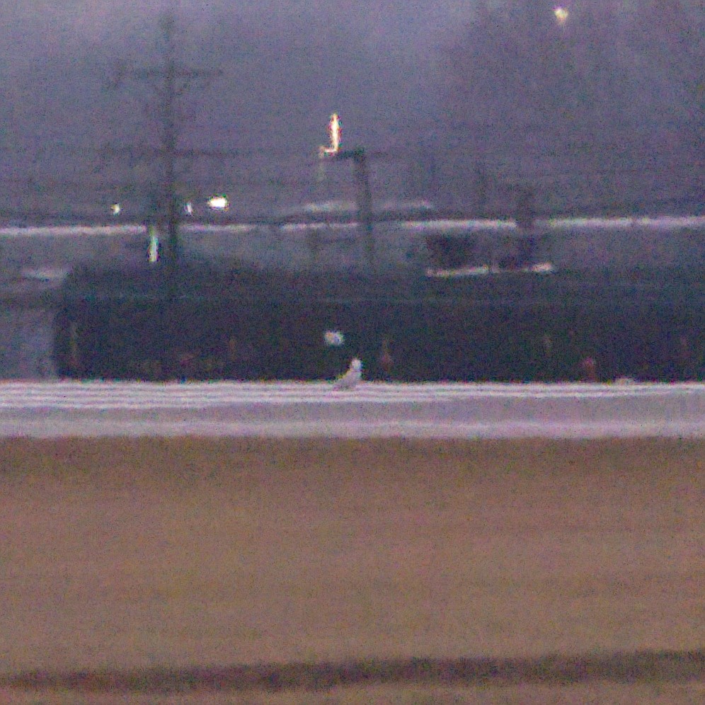 Harfang des neiges - ML647744254