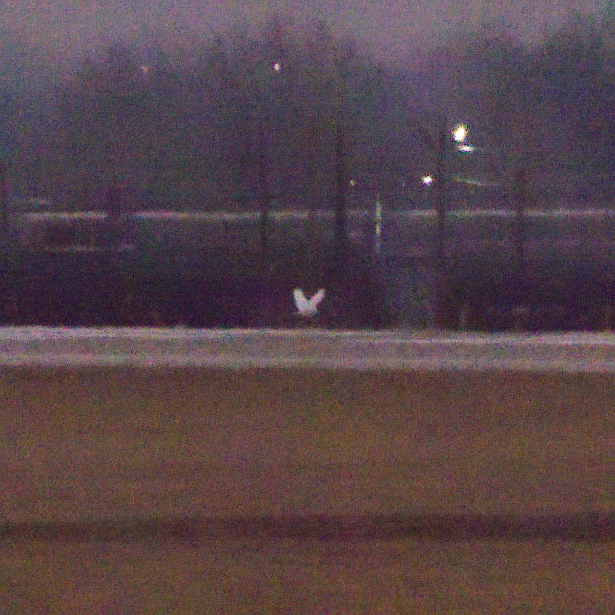 Harfang des neiges - ML647744255