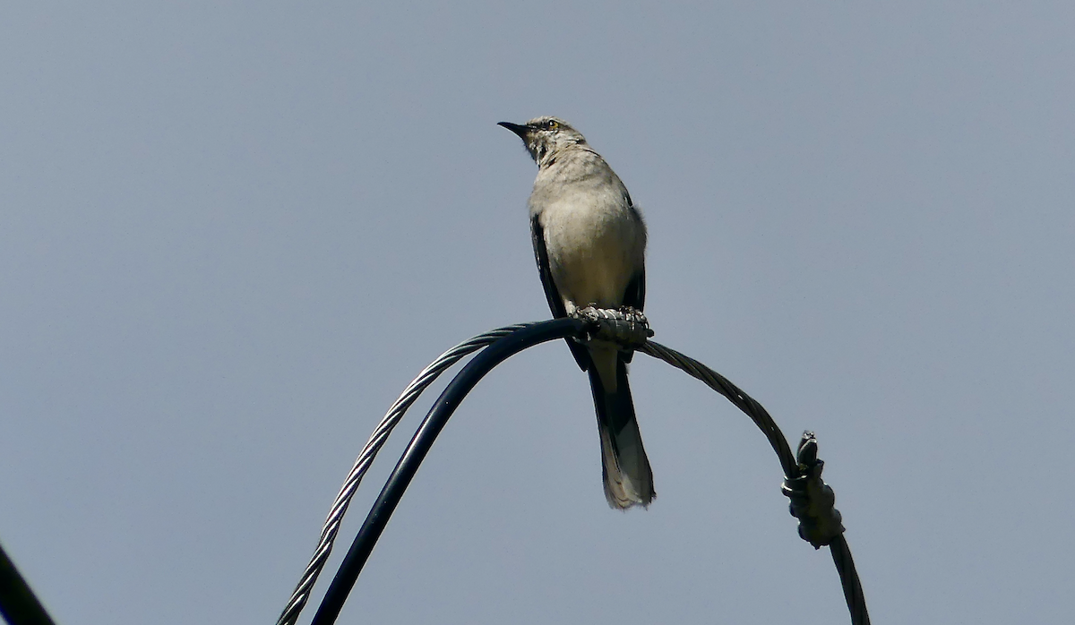 Moqueur des savanes - ML647744256