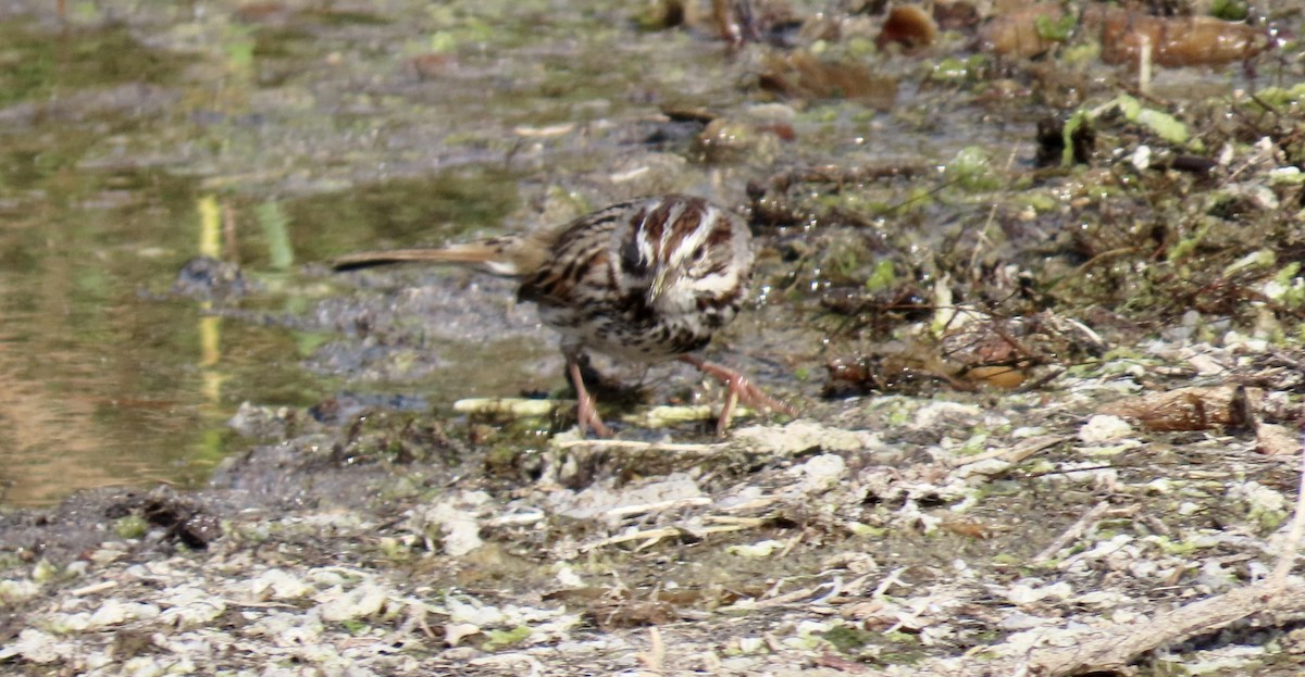 Bruant chanteur - ML647744257