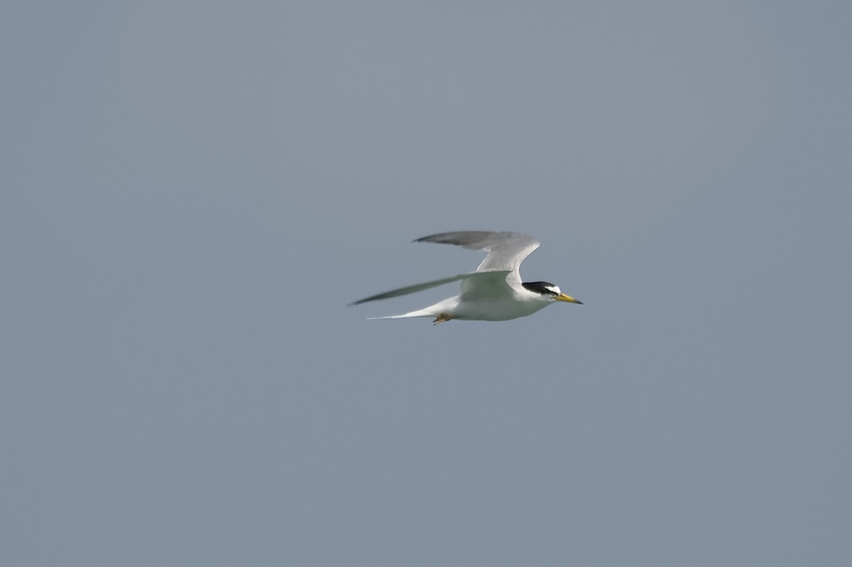 Sterne naine - ML647744258