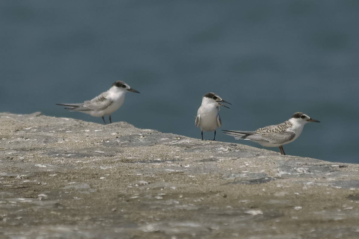 Sterne naine - ML647744259