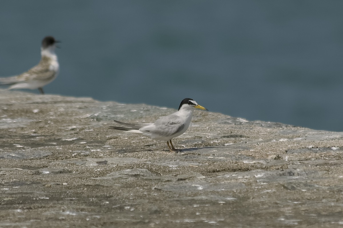 Sterne naine - ML647744260