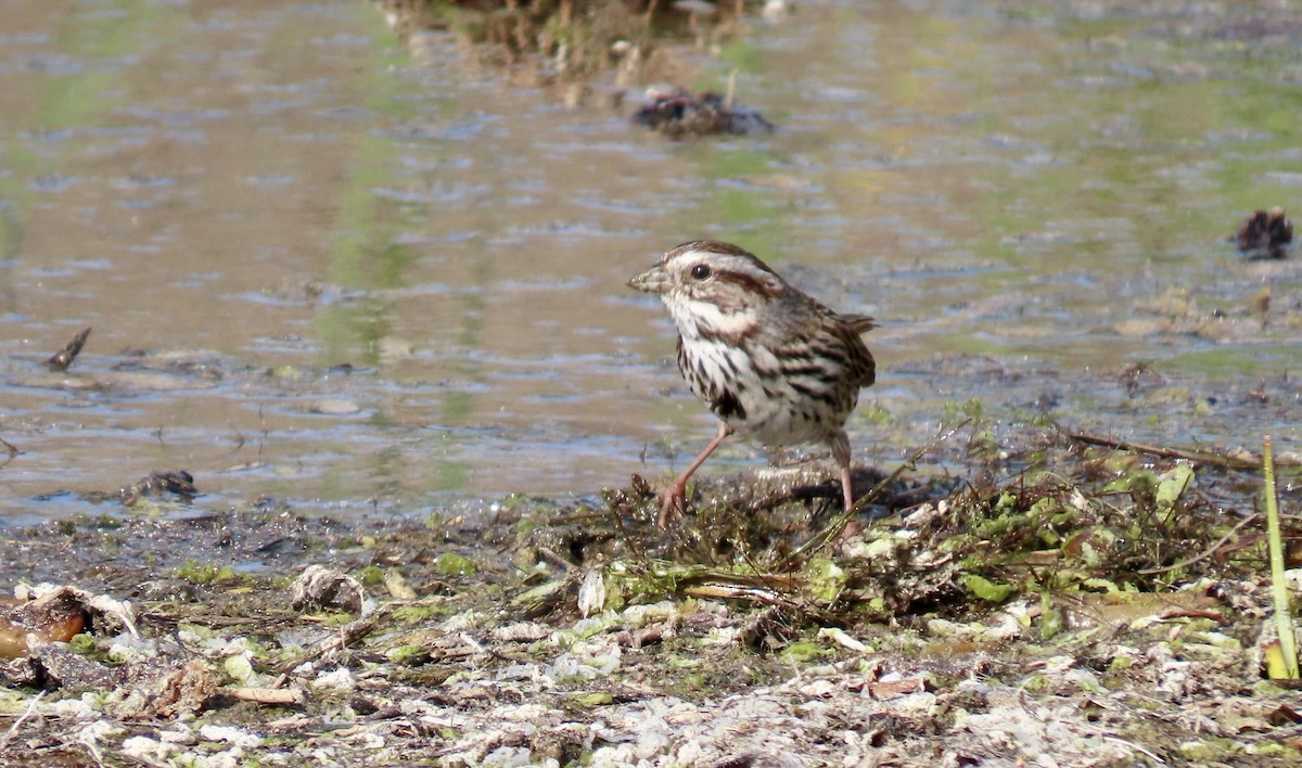 Bruant chanteur - ML647744261