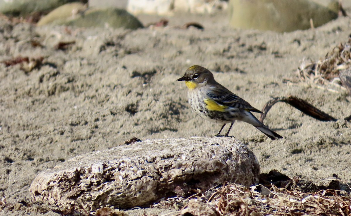 Paruline à croupion jaune - ML647744264