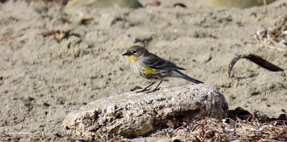 Paruline à croupion jaune - ML647744265