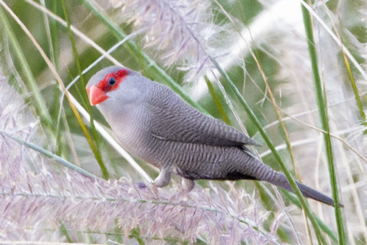 Astrild ondulé - ML647744266