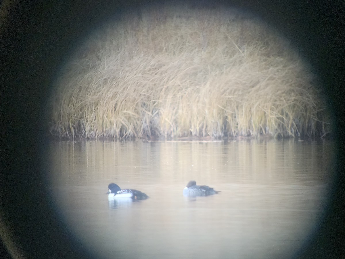 Garrot d'Islande - ML647744267