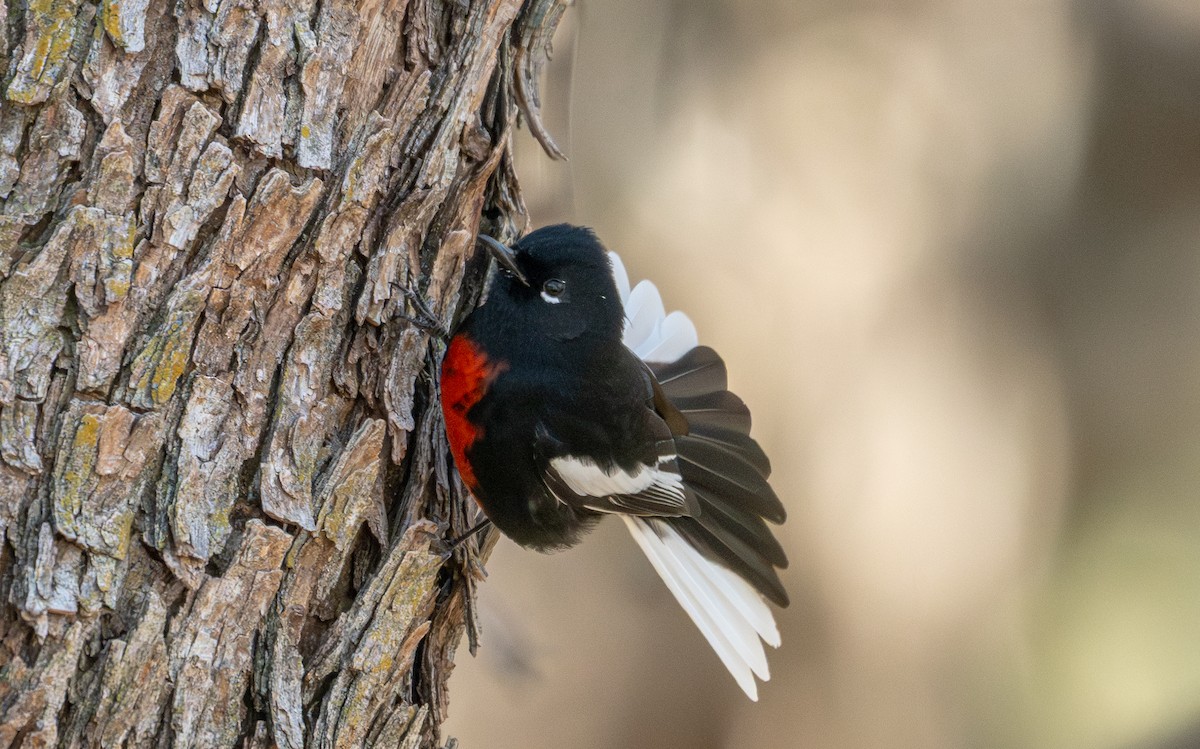 Paruline à ailes blanches - ML647744268