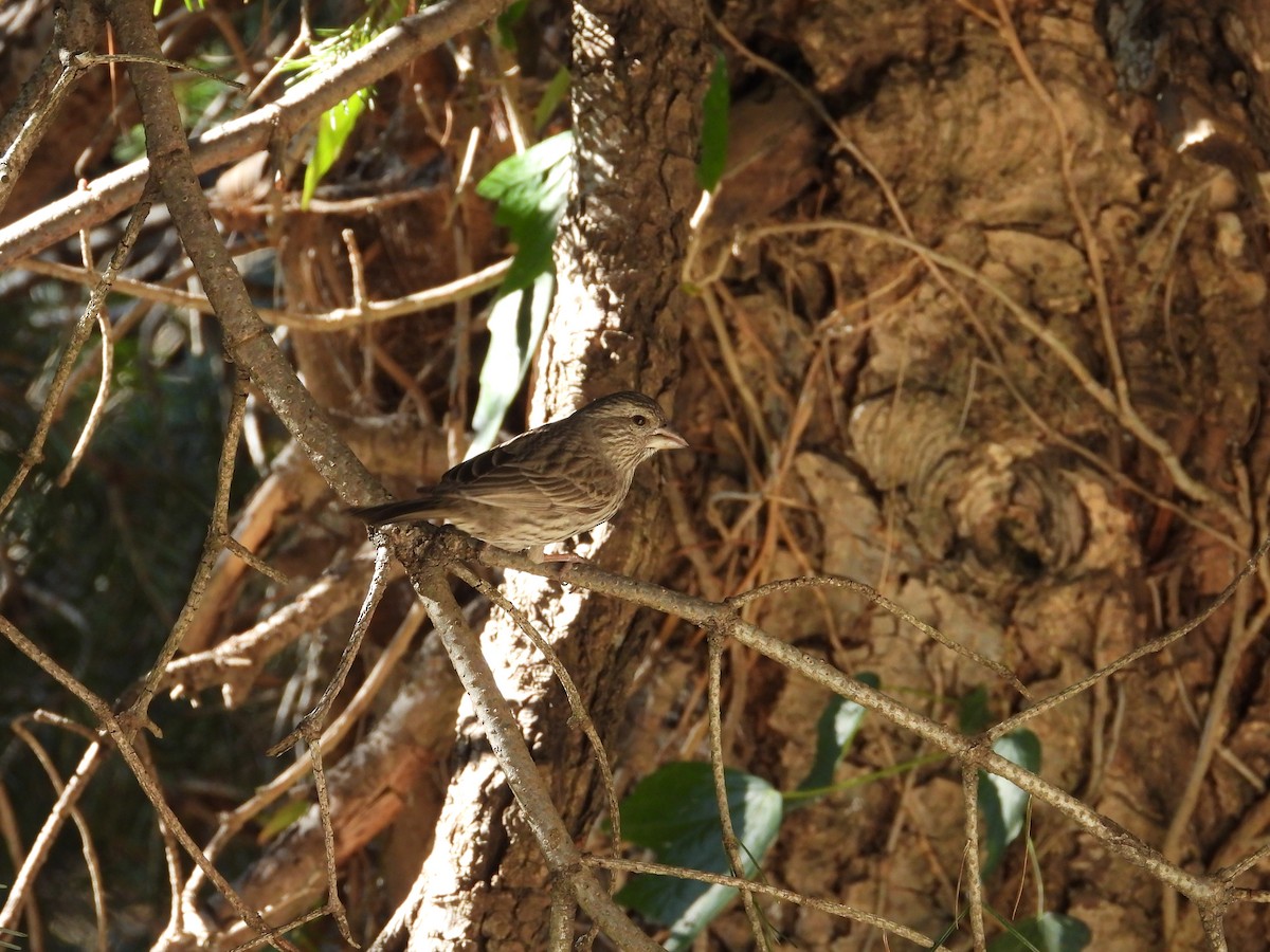 Roselin de Blyth - ML647744269