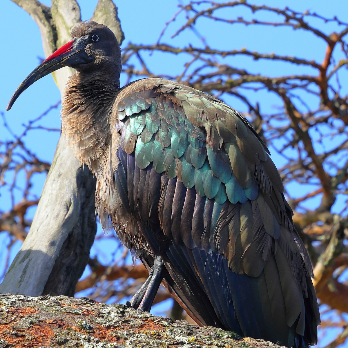 Ibis hagedash - ML647744270