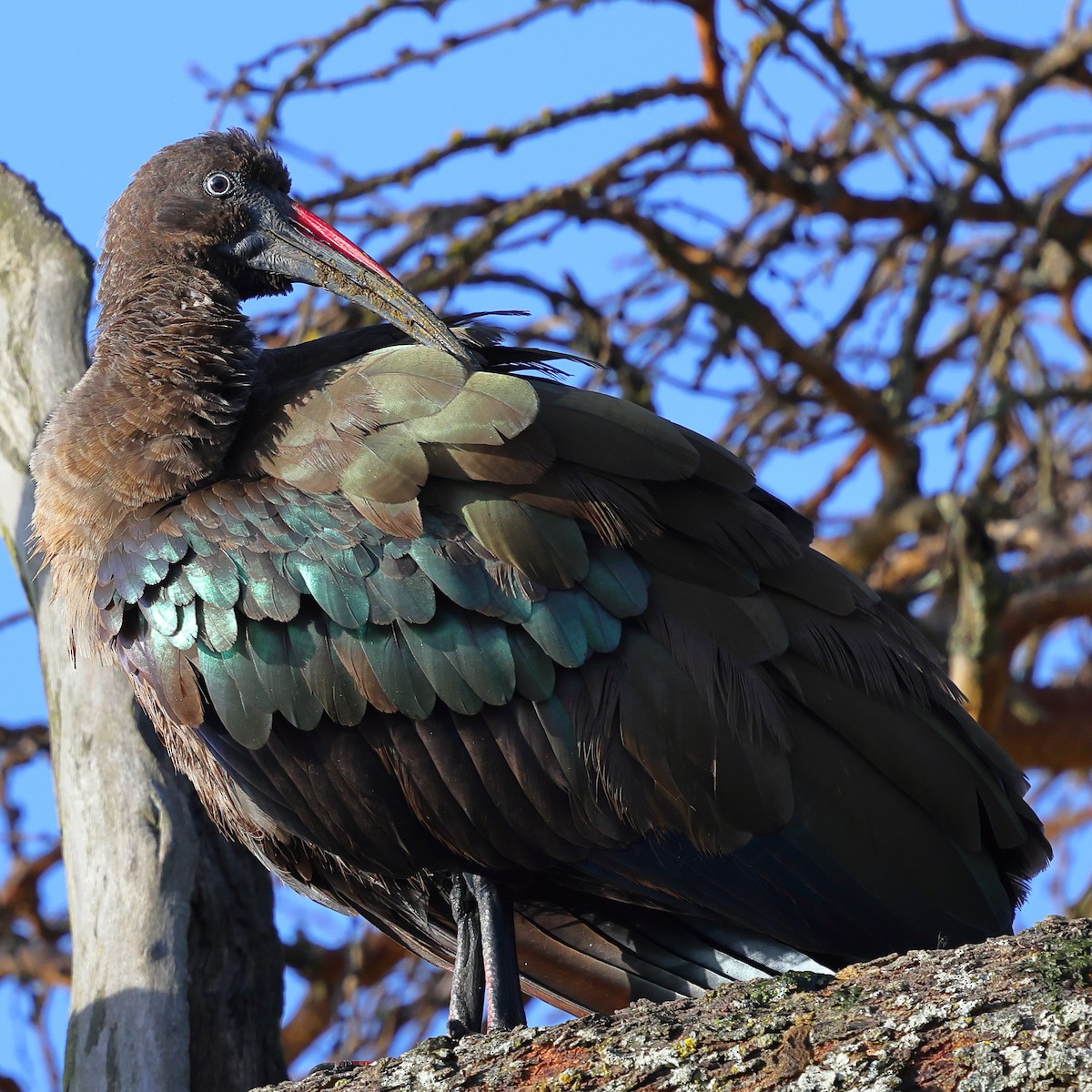 Ibis hagedash - ML647744271