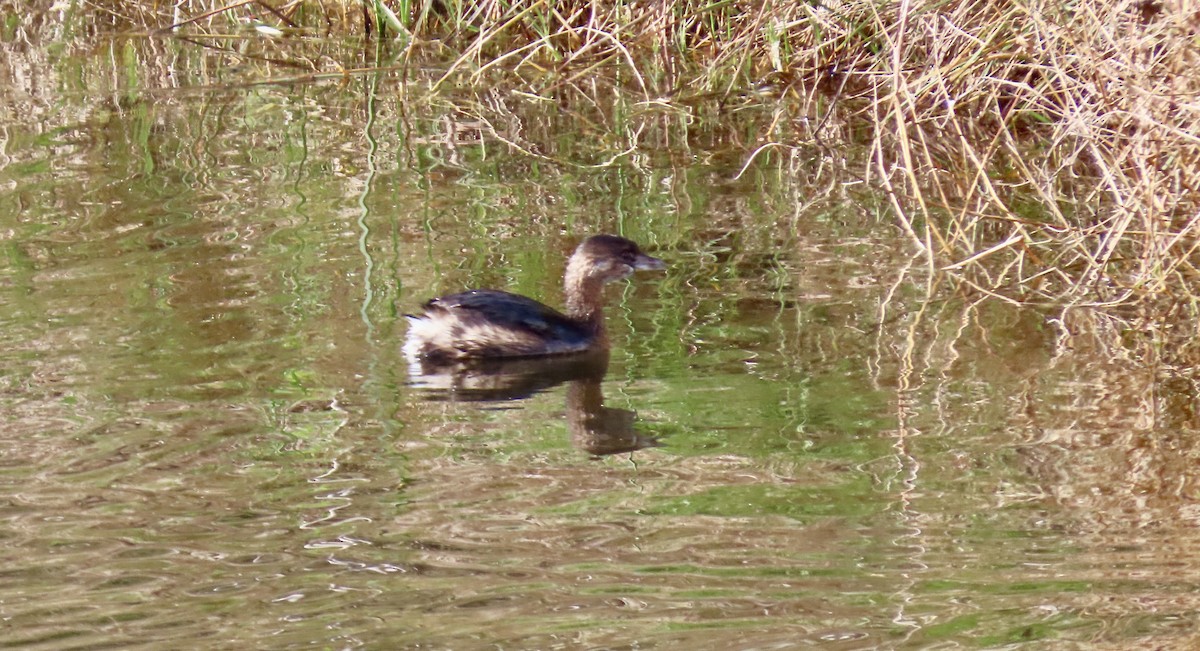 Grèbe à bec bigarré - ML647744272