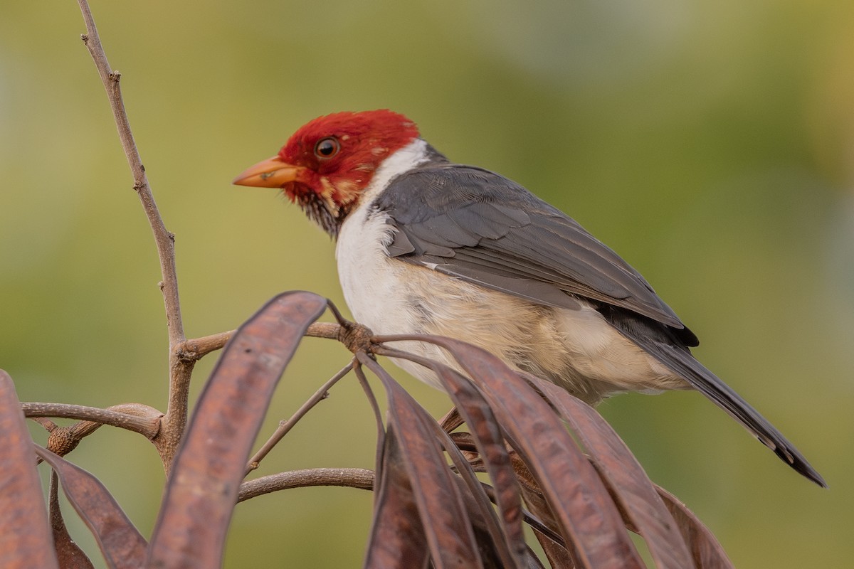 Paroare à bec jaune - ML647744273