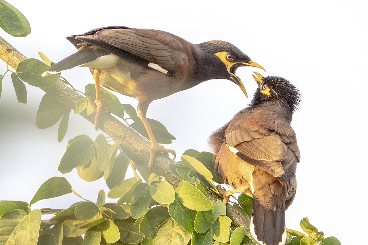 Martin triste - ML647744275