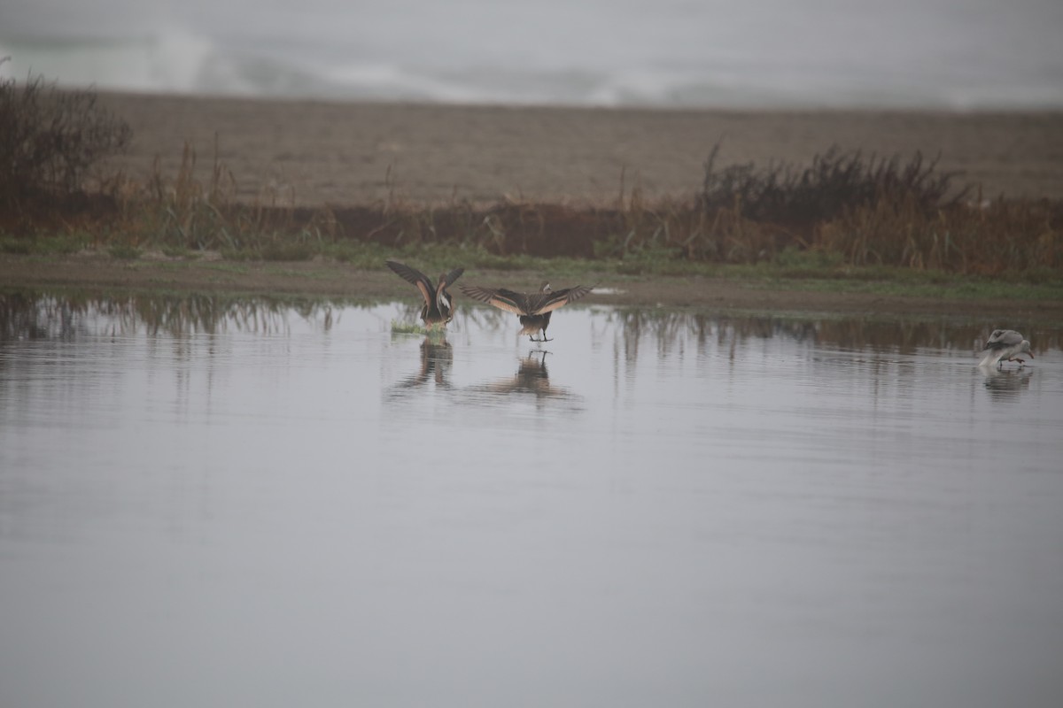 Canard des Bahamas - ML647744276