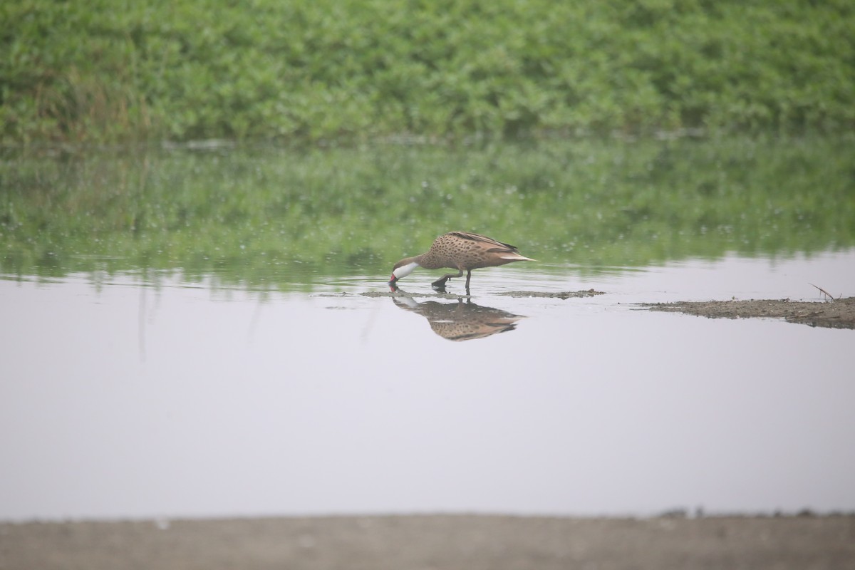 Canard des Bahamas - ML647744277