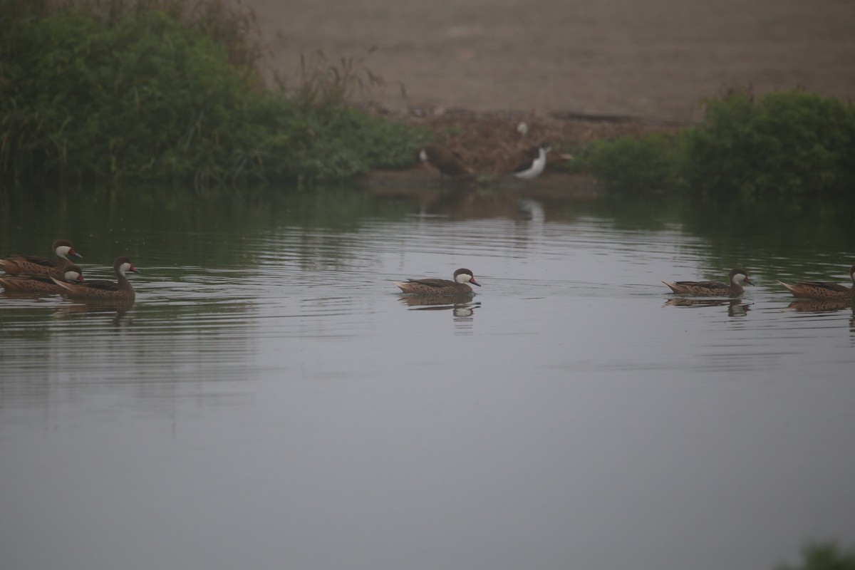 Canard des Bahamas - ML647744278