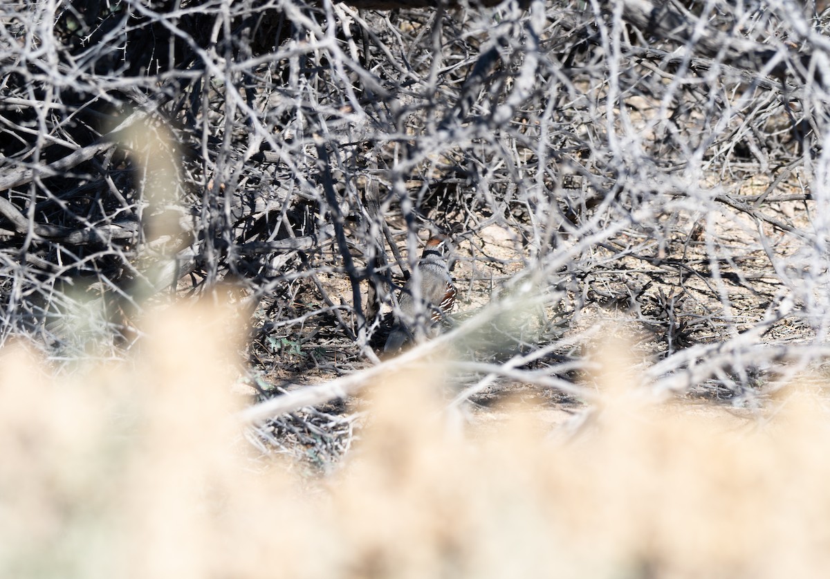 Colin de Gambel - ML647744279