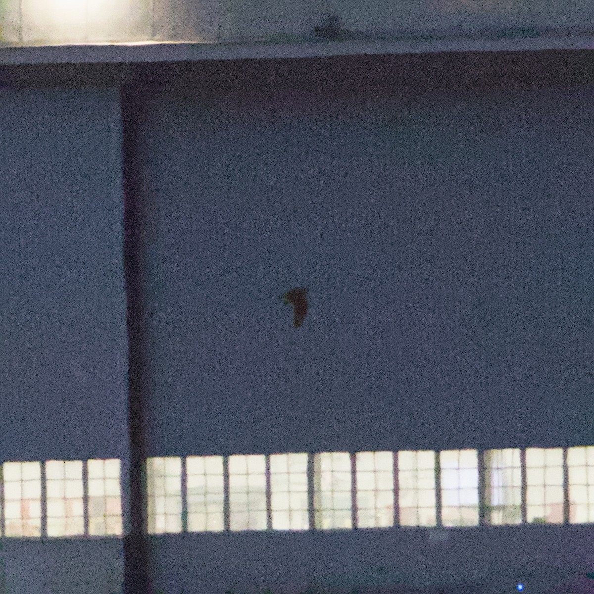 ינשוף שדות - ML647744293