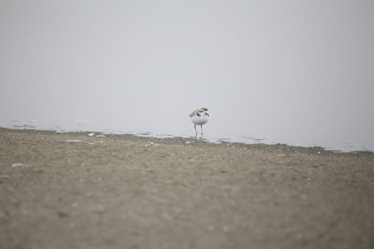 Snowy Plover - ML647744295
