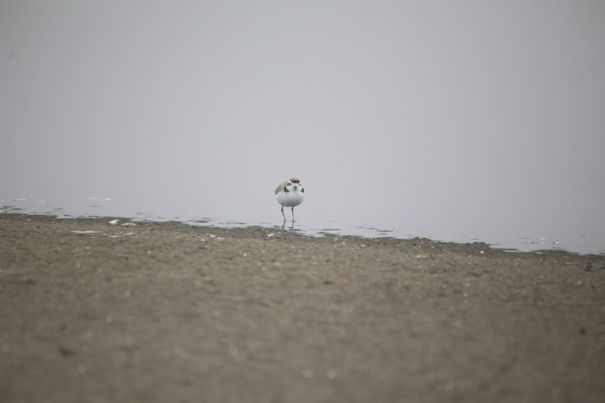 Snowy Plover - ML647744296