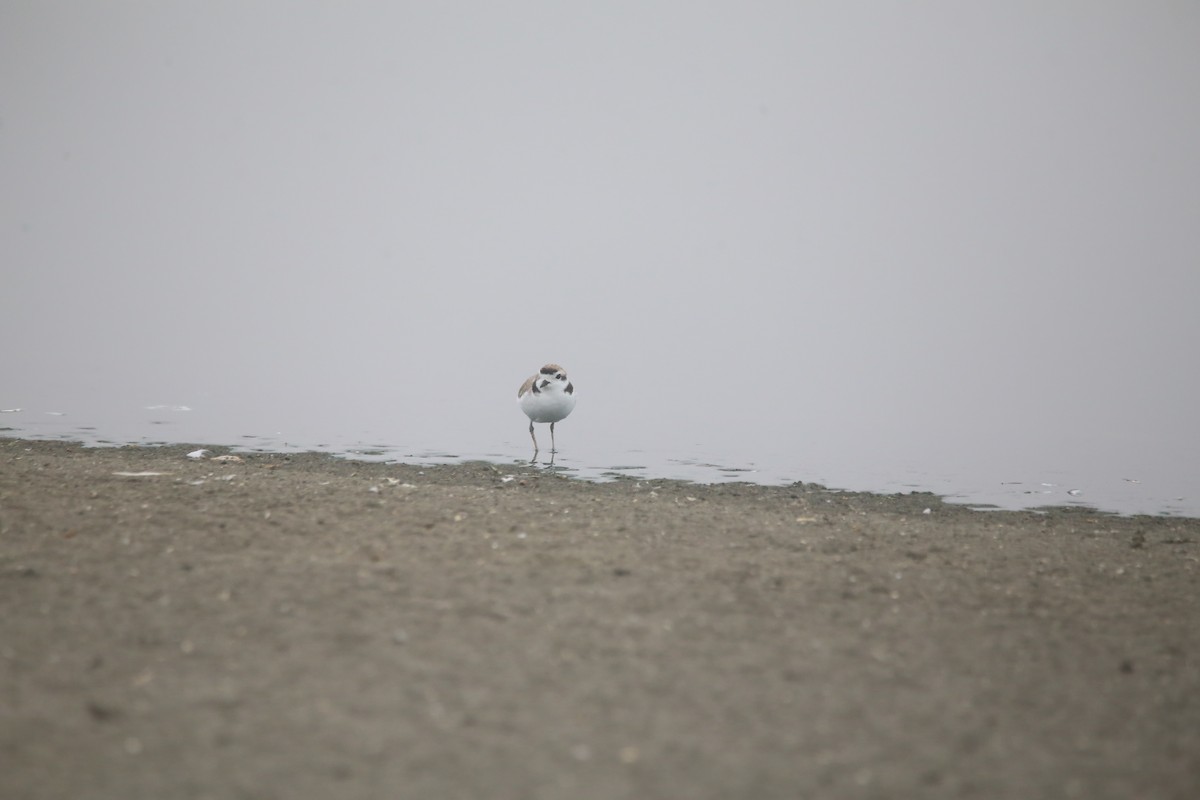 Snowy Plover - ML647744298