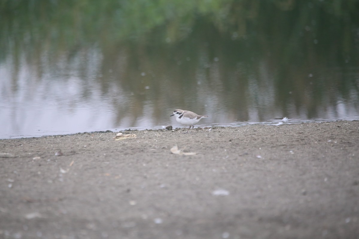 Snowy Plover - ML647744299