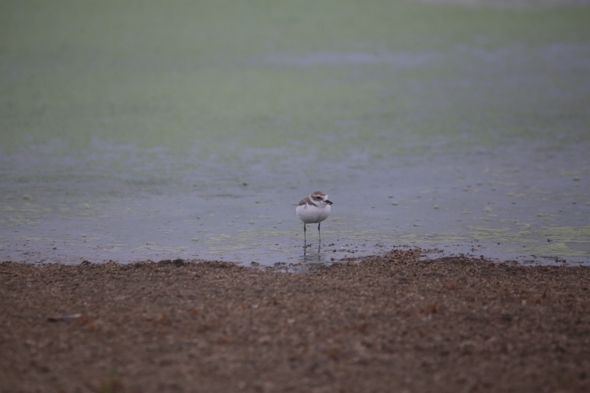 Snowy Plover - ML647744301