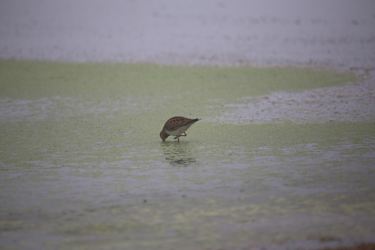 jespák skvrnitý - ML647744312