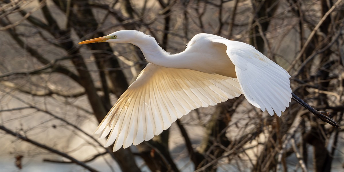 volavka bílá - ML647744315