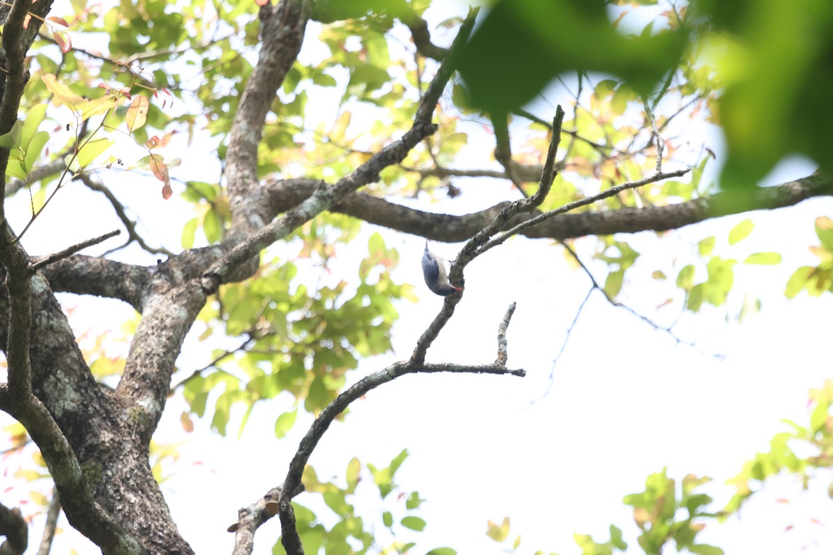Velvet-fronted Nuthatch - ML647744316