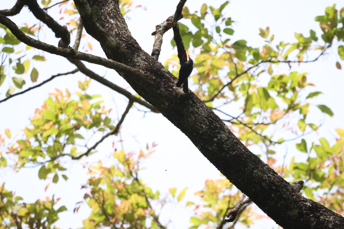 Velvet-fronted Nuthatch - ML647744317