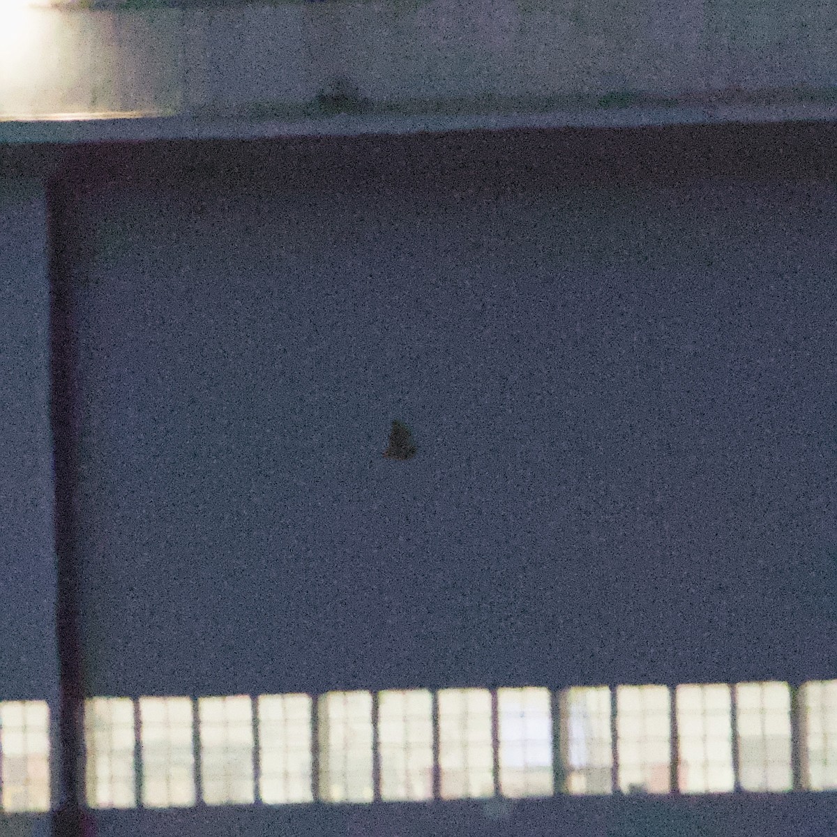 ינשוף שדות - ML647744319