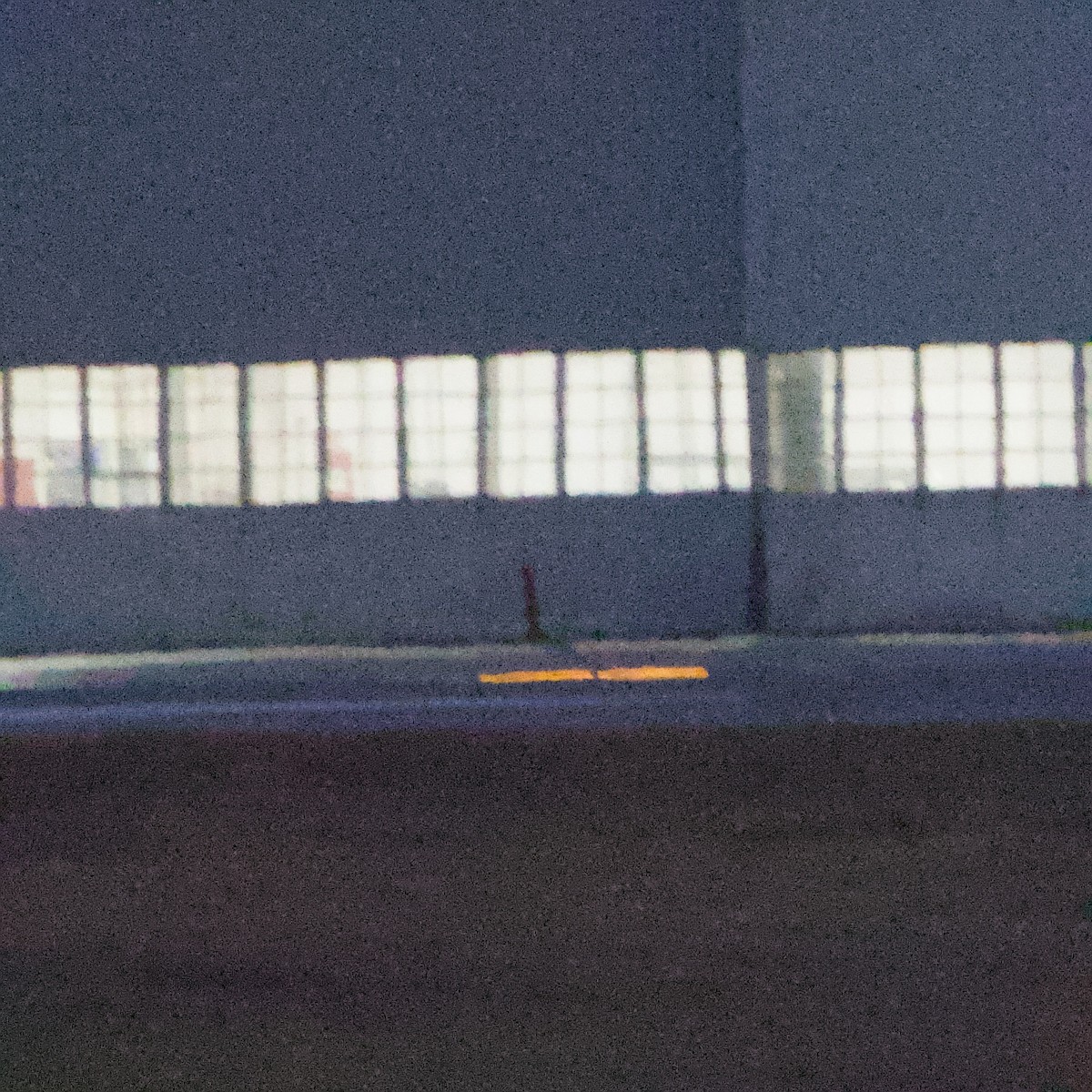 ינשוף שדות - ML647744321