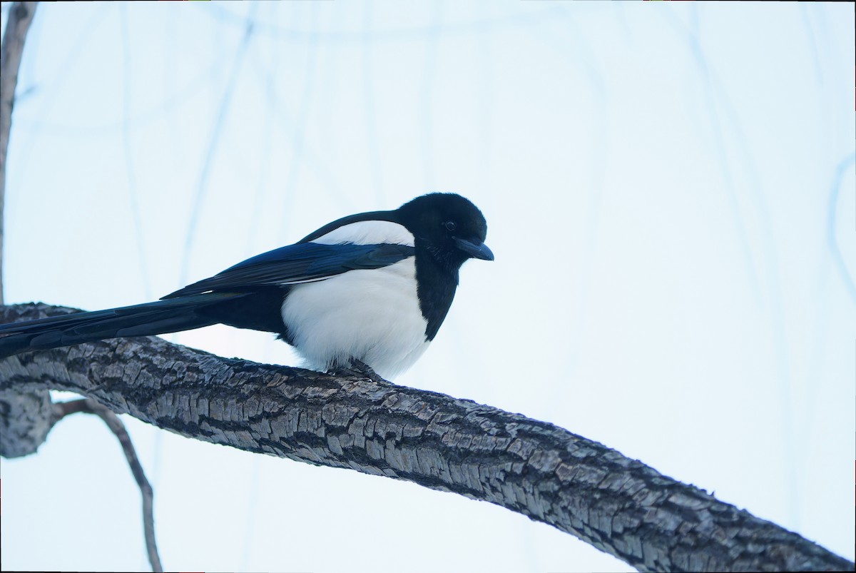 Oriental Magpie - ML647744346