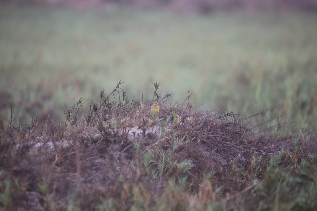 Grassland Yellow-Finch - ML647744363