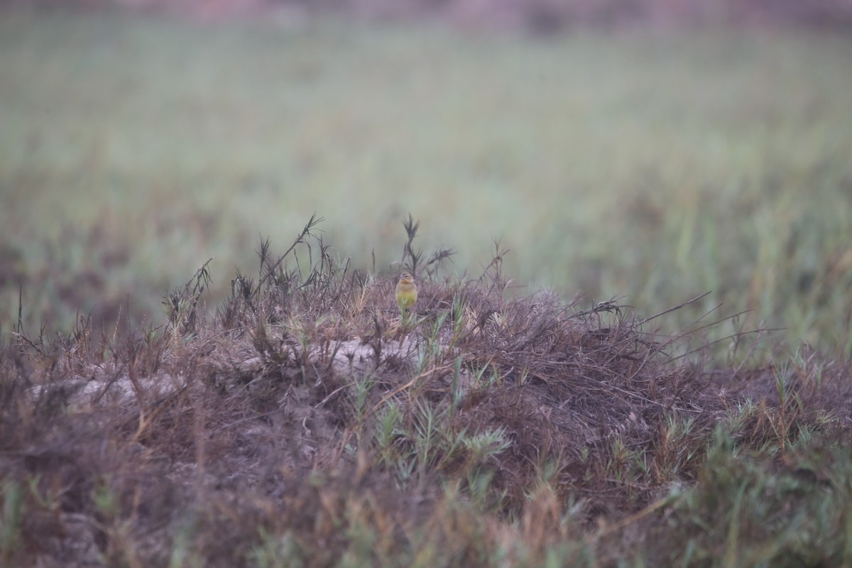Grassland Yellow-Finch - ML647744365