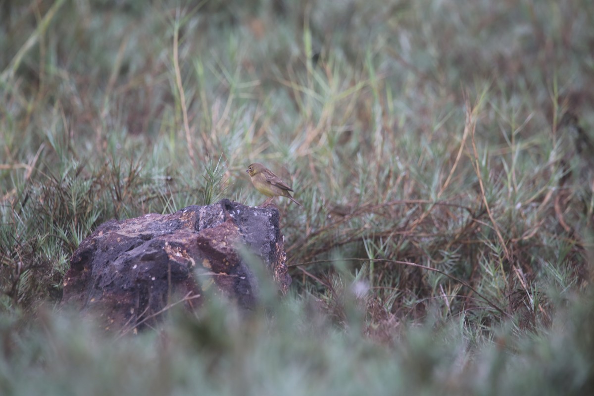 Grassland Yellow-Finch - ML647744366