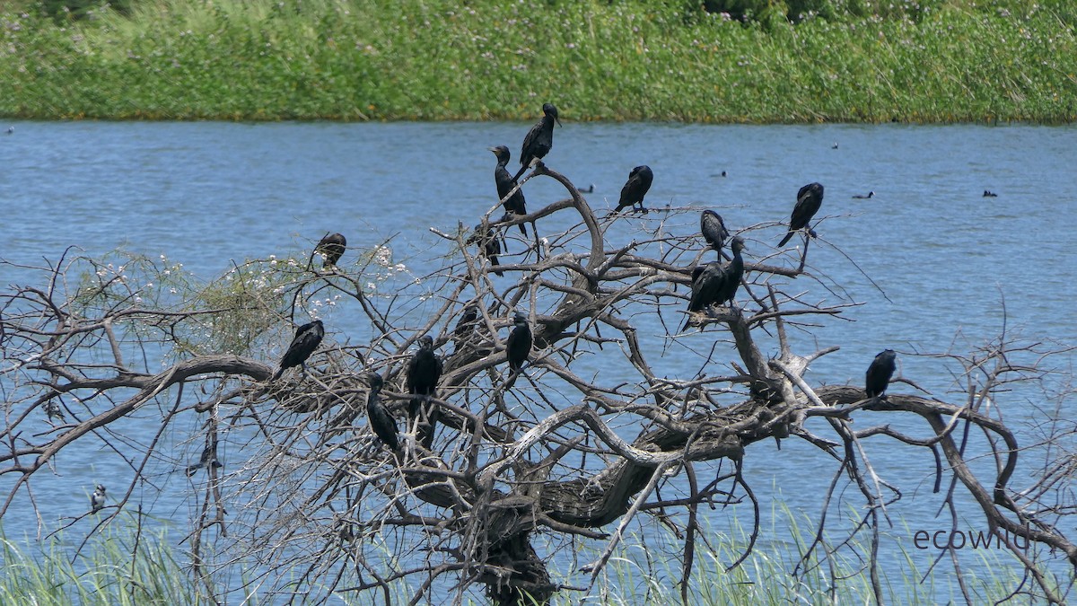 orientdvergskarv - ML647744370