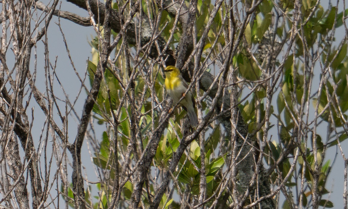 grønnhetteeremomela - ML647744384