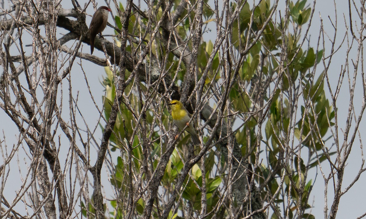 grønnhetteeremomela - ML647744385