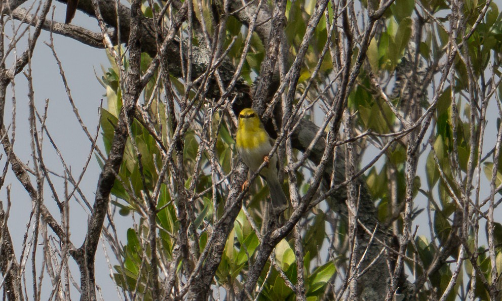 grønnhetteeremomela - ML647744386