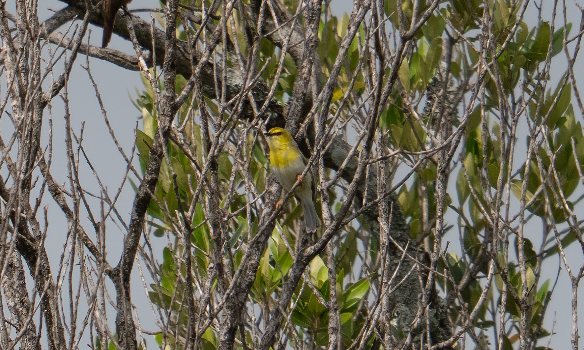 grønnhetteeremomela - ML647744387